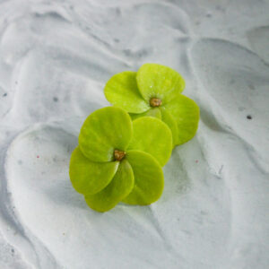 Verdelis Bloom Earrings